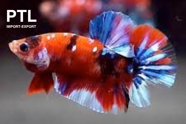 PTL-PK028_BETTA SPL. PLAKAT KOI